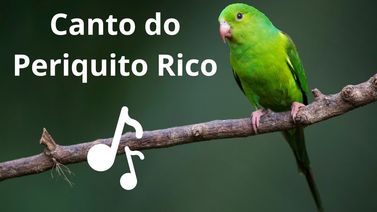 Canto do Periquito Rico / Plain Parakeet / Brotogeris Tirica 🐦🐦