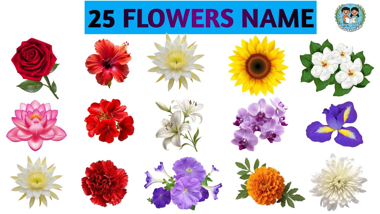 25 Flowers Name in English & Hindi 🌸🌼 | Phoolon ke Naam | Aarav Aanvi Kids #aaravaanvikids #flowers 