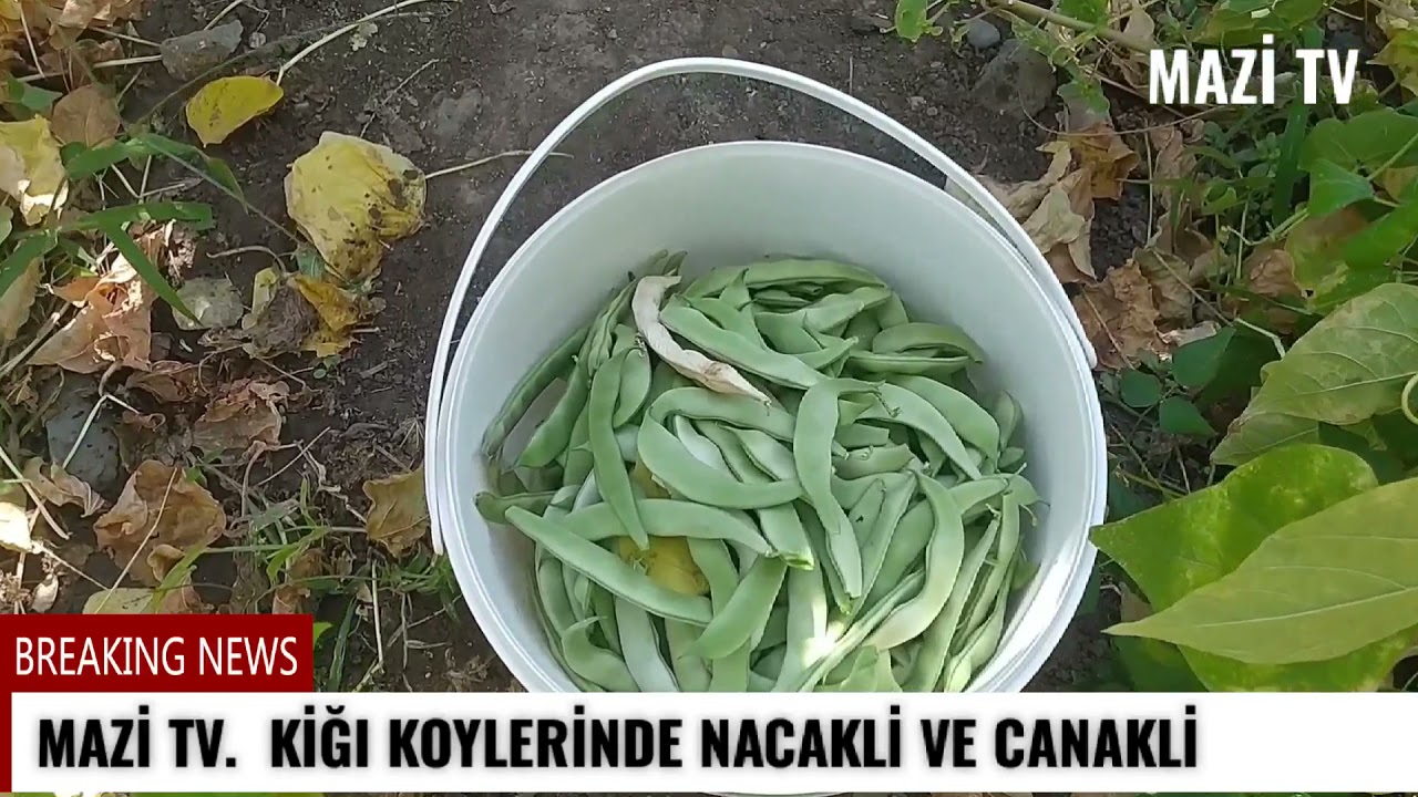 mazi TV Kiğı köylerinde çanakçı ve Nacakli