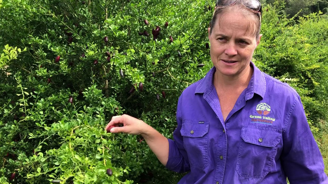 Meet the Maker at Home - Green Valley Finger Limes