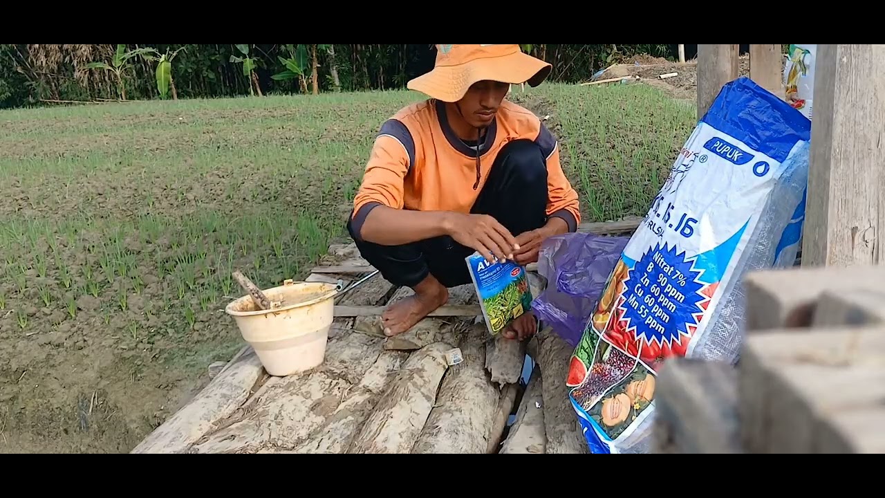 Perawatan tanaman bawang merah umur 9hst