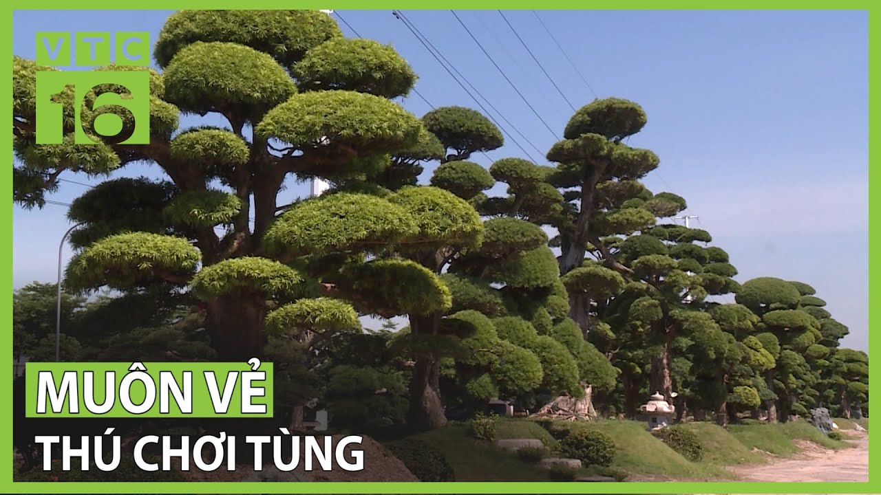 Muôn vẻ thú chơi tùng | VTC16