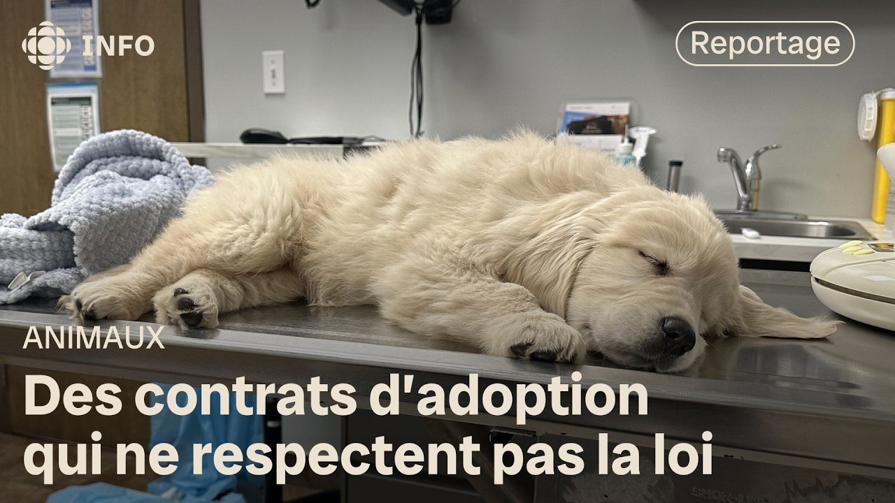 Des refuges animaliers au Québec aux contrats abusifs | La facture