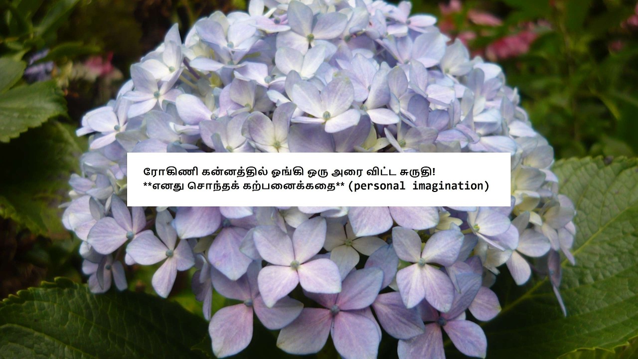 Siragadikka Aasai - Promo 16th to 21st March 2026 Review 2 #siragadikkaaasai Tamil Vijay TV