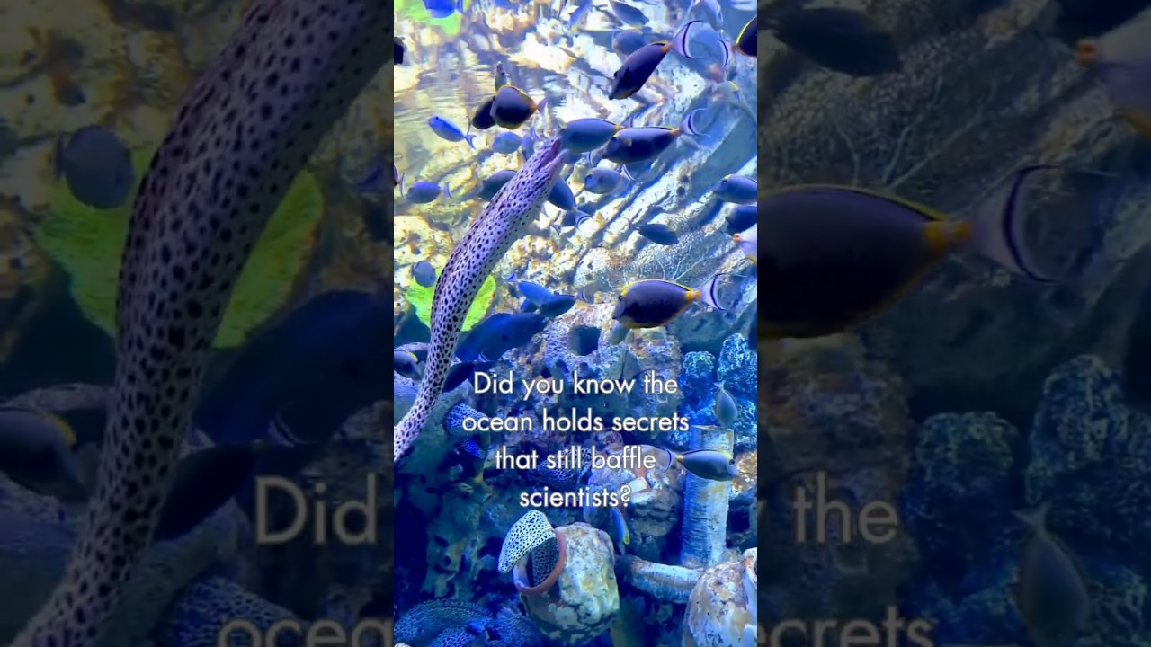 Ocean Mysteries That Will Blow Your Mind! 🌊🔍