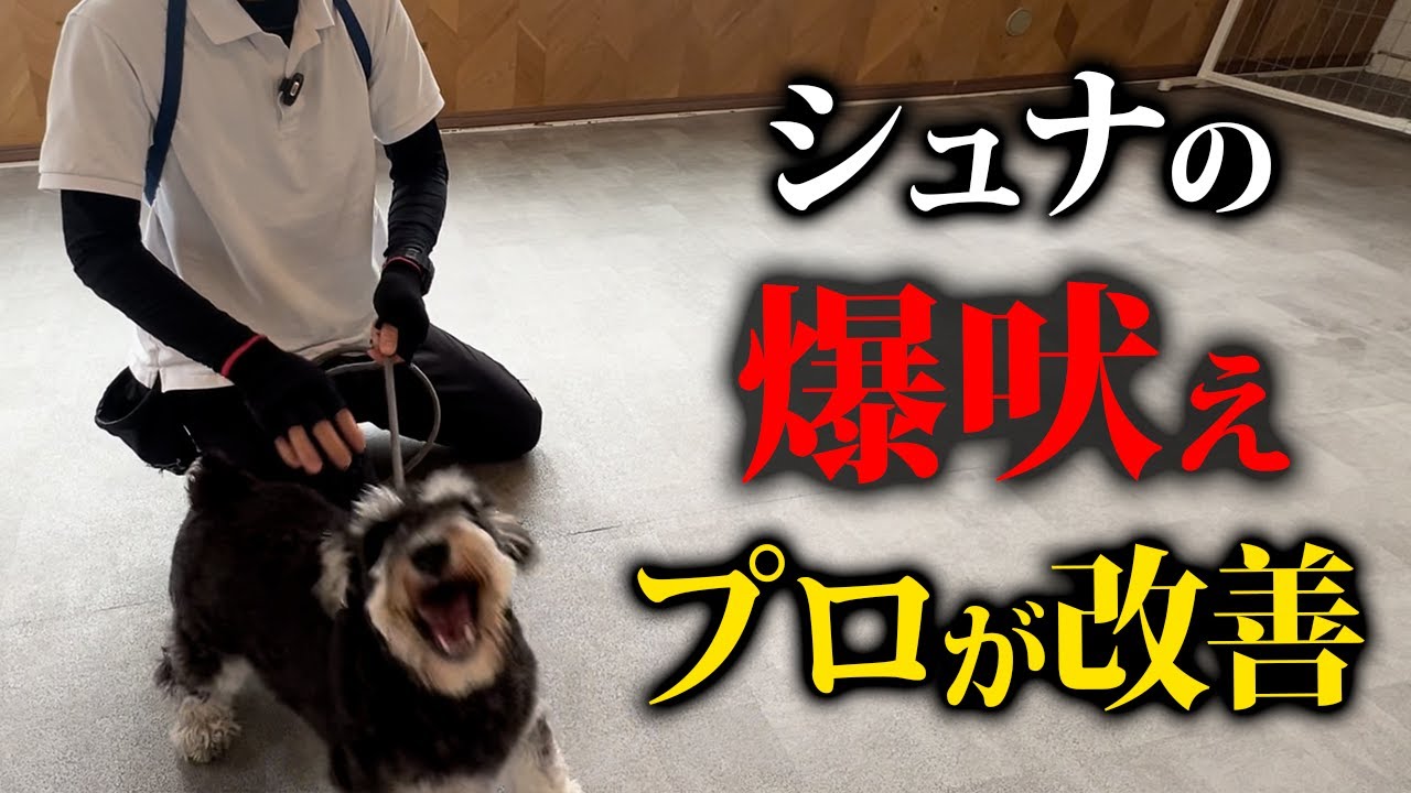 シュナウザーの興奮、爆吠えをプロドッグトレーナーがしつけ改善します