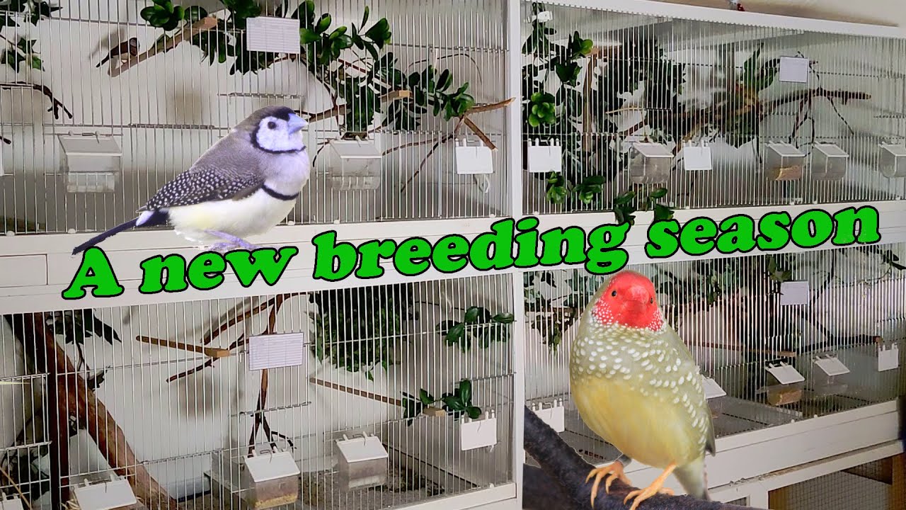 Step by Step Conditioning the Finches, Bird Breeding Diaries #1