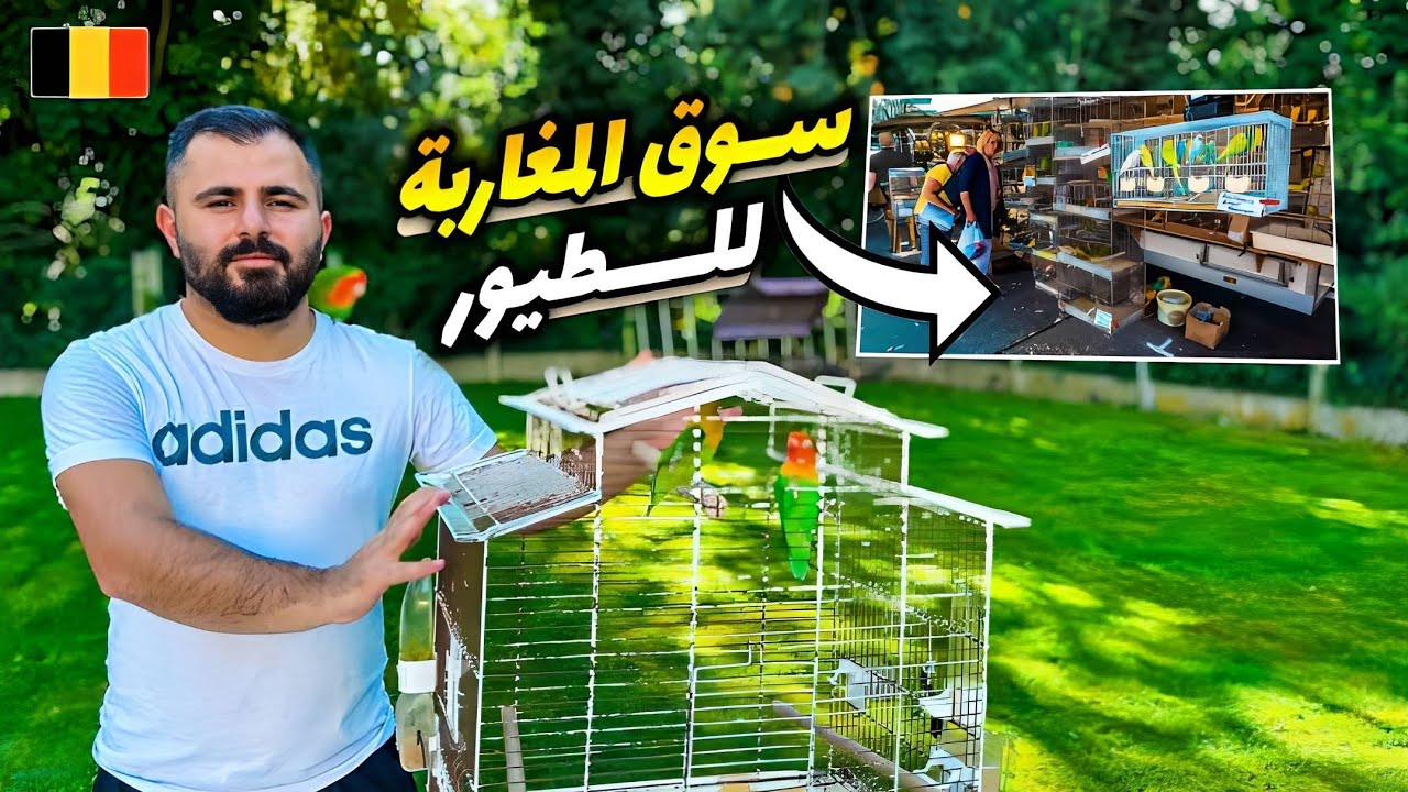 أسعار الطيور في بلجيكا - سوق المغاربة كأنك في بغداد سوق الغزل 🇮🇶🇧🇪🇲🇦