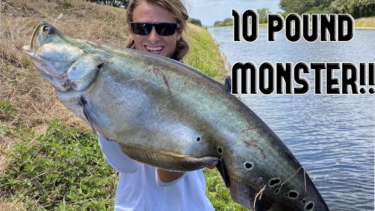 SUPER RARE Fish Caught In South Florida Canal!