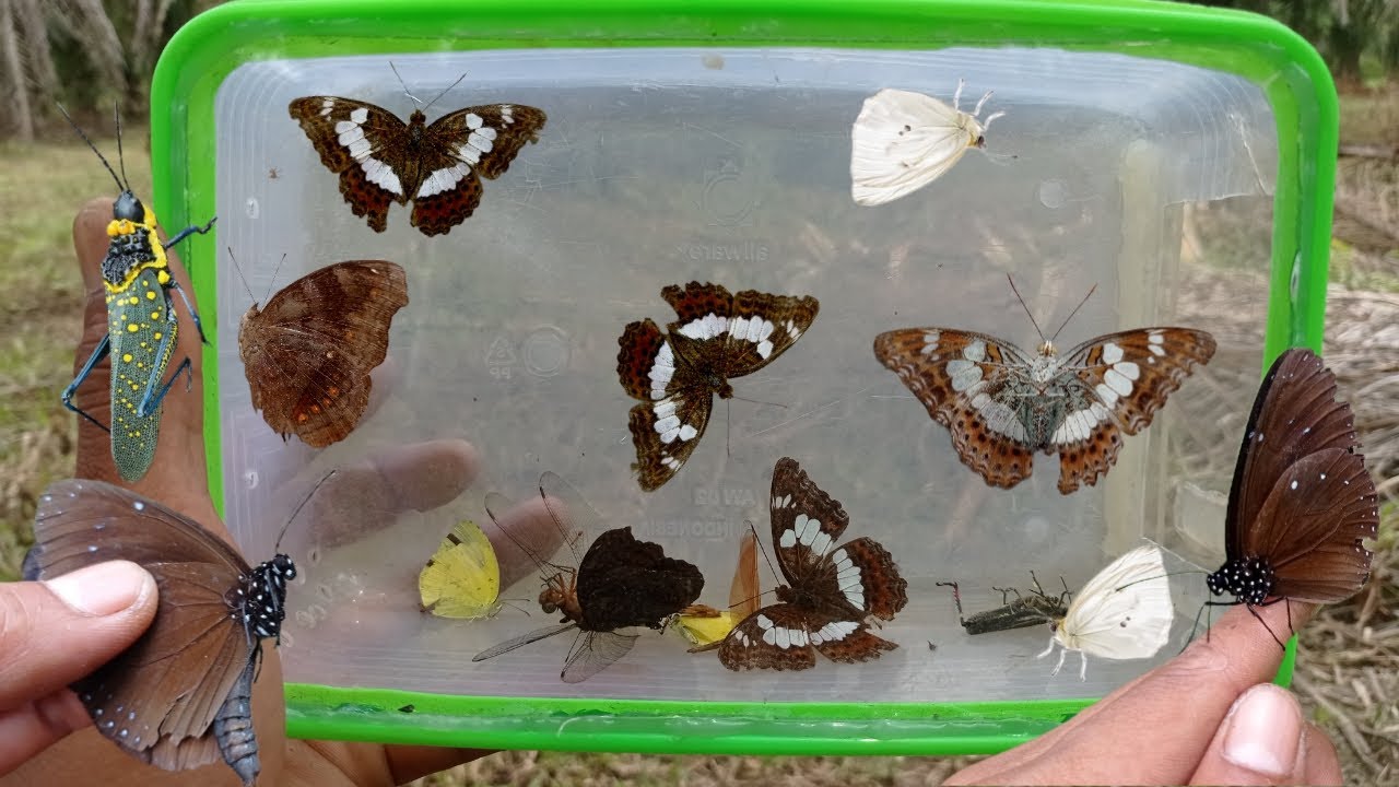 bug hunting,hunting butterfly in arround us !! colorful butterfly,dragonfly,grashopper