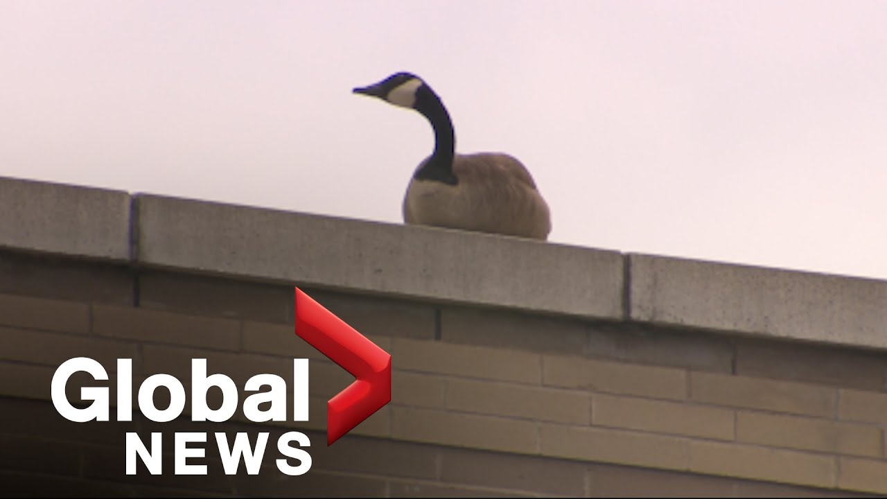 Widowed goose seeking dead mate tugs at heartstrings of Toronto shoppers