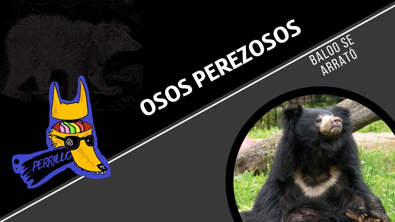 Oso Perezoso: Hippie con problemas de ira | Ep 94| CULTURA COLMILLUDA