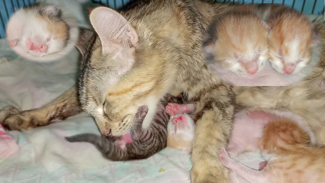 Mother Cat Licks 4-Day-Old Newborn Kittens Butt Before Breast-Feeding Them | Rescued Cat and Kittens