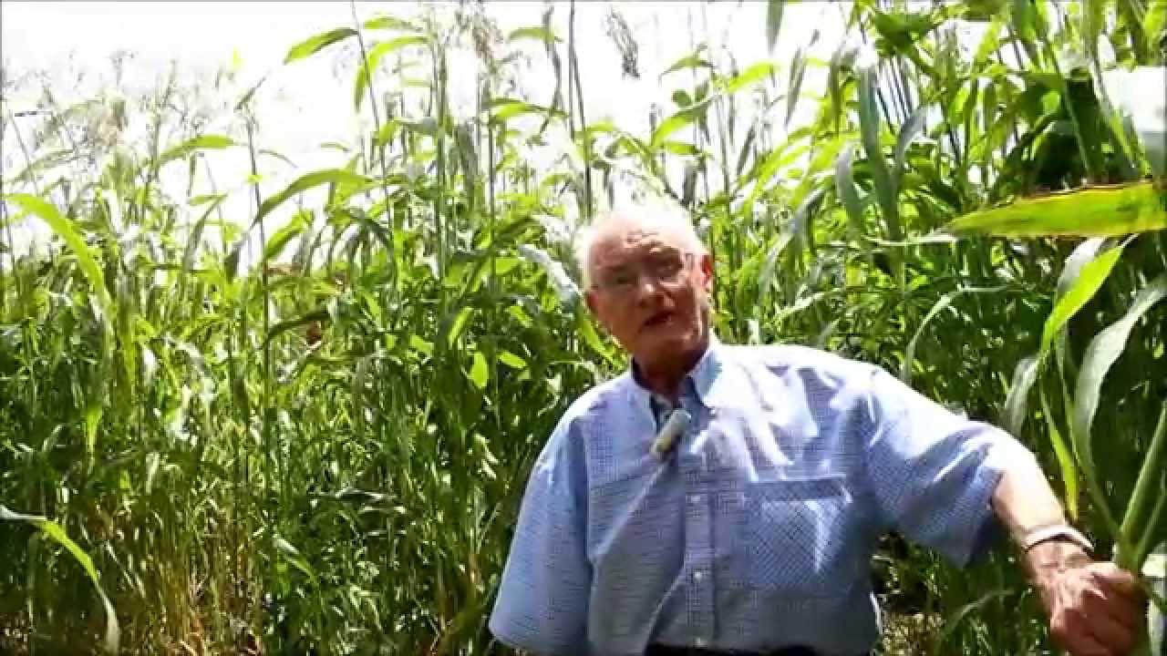 La Siembra de las Escobas por Candelas Montero