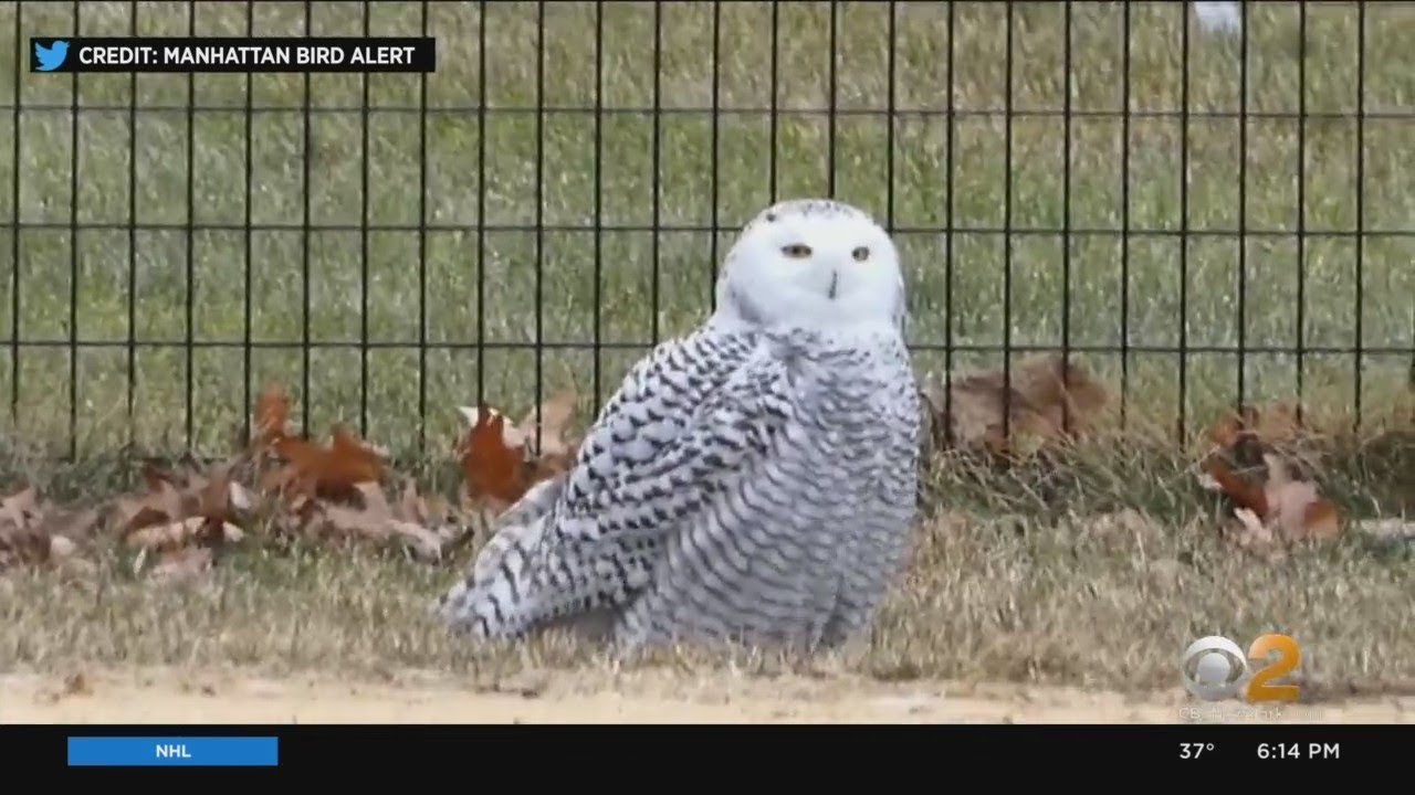 Climate Change Likely To Impact Snowy Owl Sightings In Central Park