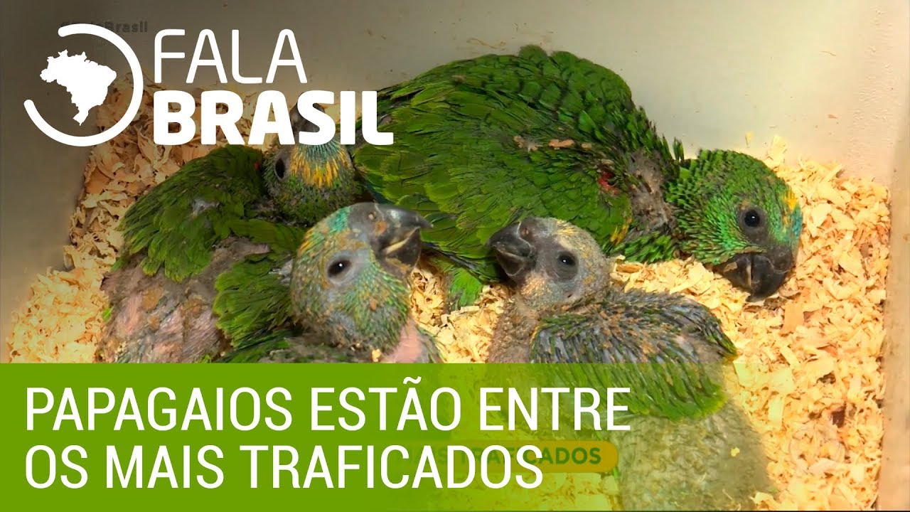 Homem é multado ao ser flagrado com 150 filhotes de papagaios