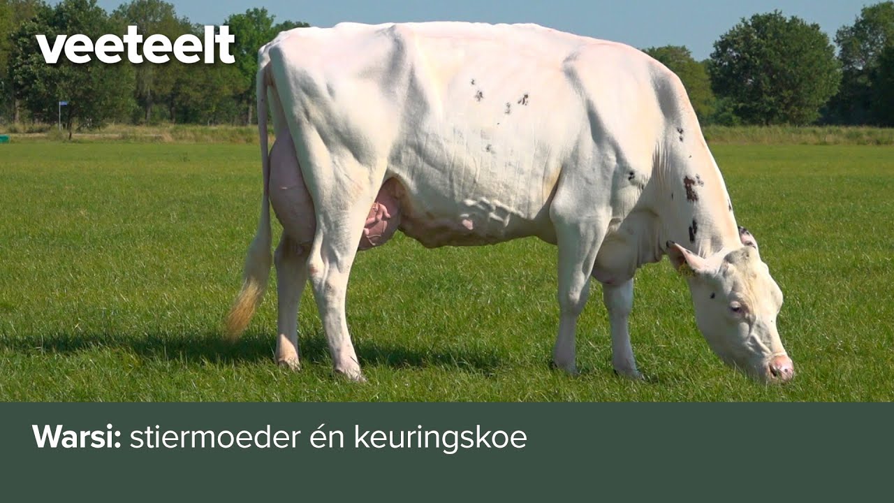 Warsi: stiermoeder én keuringskoe