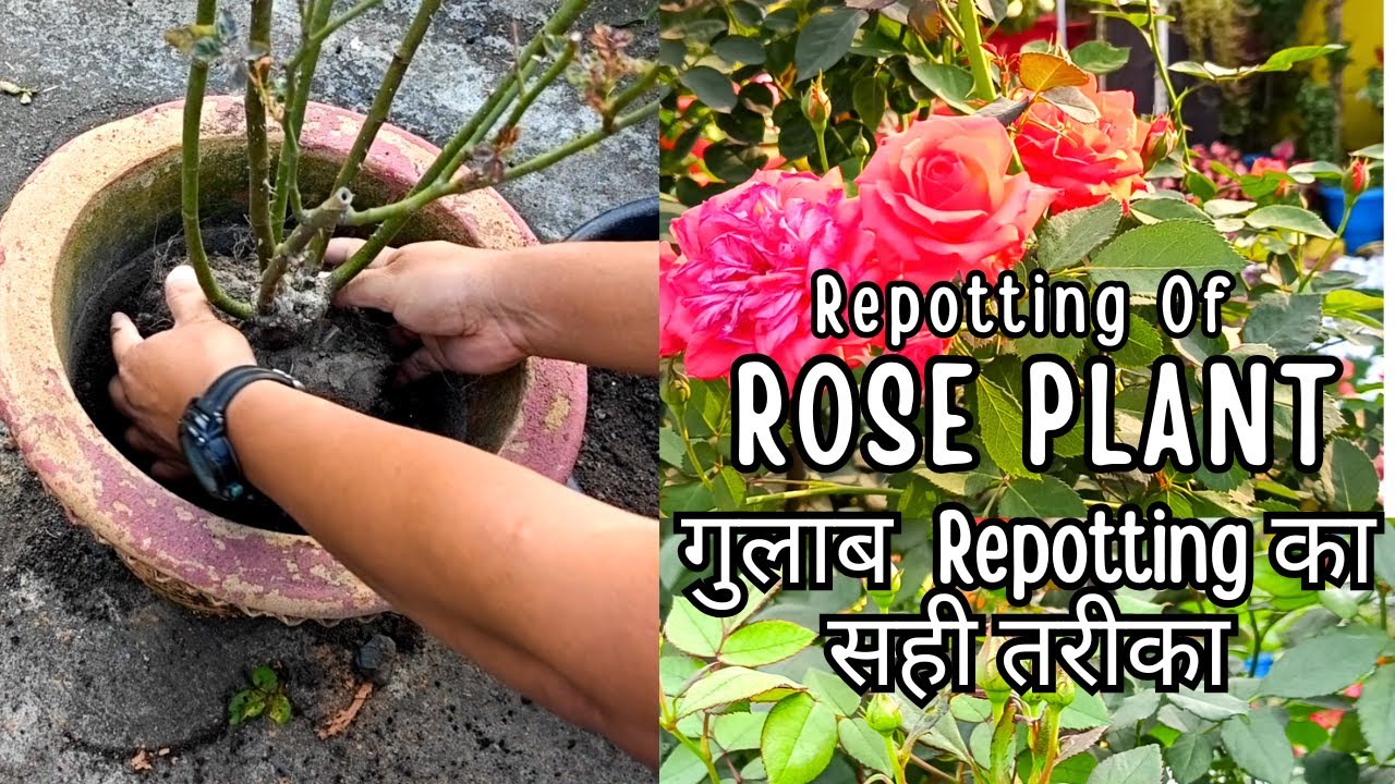 Repotting Of Rose Plant / गुलाब Repotting का सही तरीका । How To Repot Rose Plant / #rosecare #rose