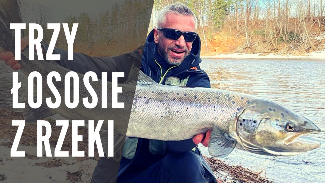 Zimowe łososie na spinning. Trzy ryby na jednej wyprawie. Wędkarstwo spinningowe.