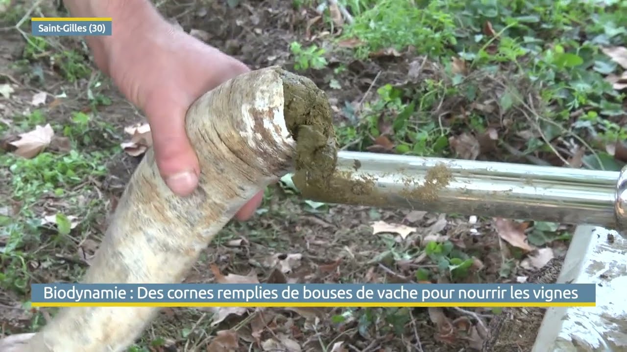 Préparation 500. La biodynamie et son utilité en viticulture