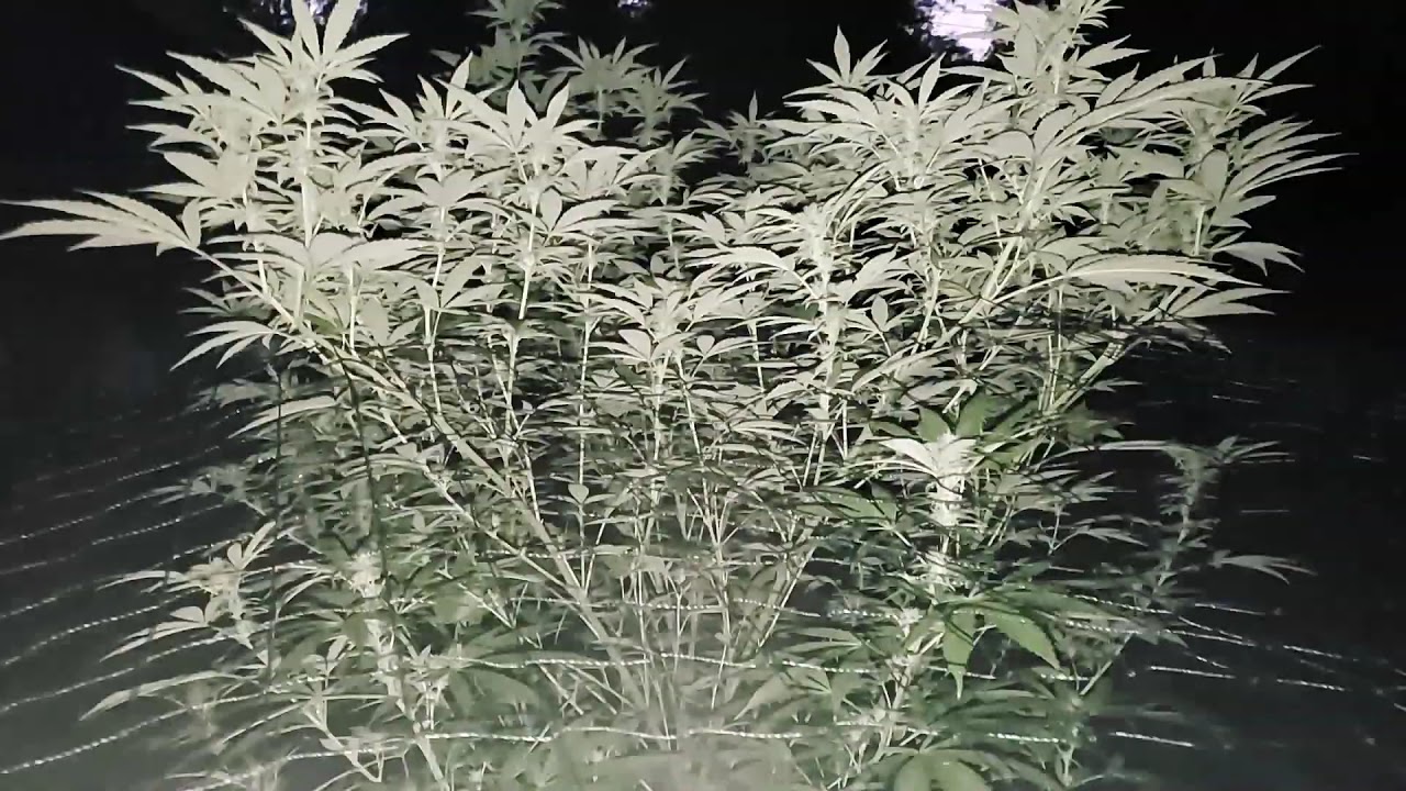 Ak47 grow
