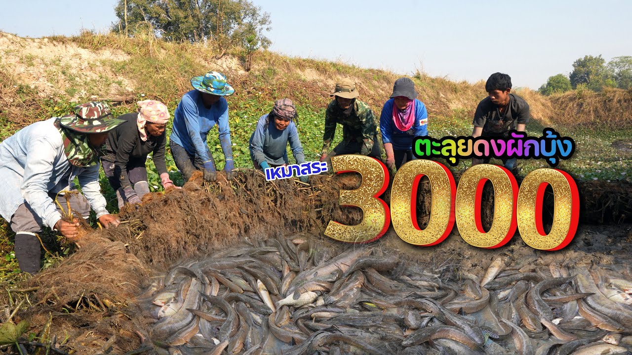 เหมาสระ 3,000 บาท ตะลุยดงผักบุ้ง สะดุ้งเจ้าถิ่น จับฟินจริงปลาช่อนใหญ่ เหมาสระปี68 EP.08