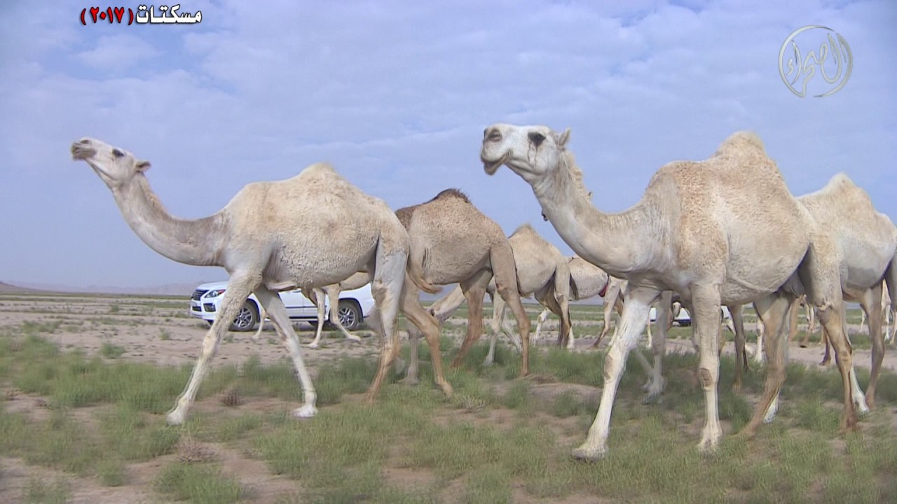 منقية رجل الاعمال خالد بن عبدالله بن نشار الزيادي