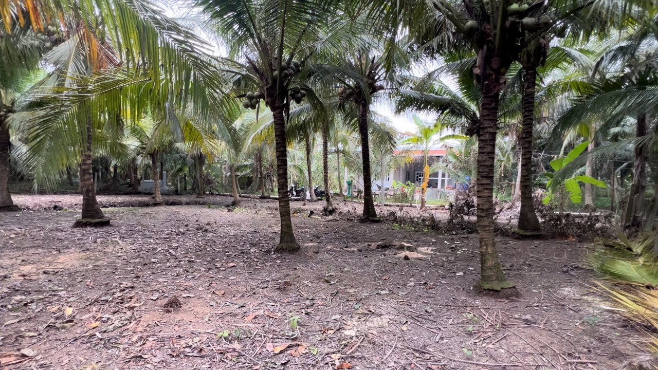 @T2014 Bán Đất Vườn Dừa Đẹp Gần Huyện Lộ 36 Gần Trung Tâm Hành Chính Xã Bình Trưng 