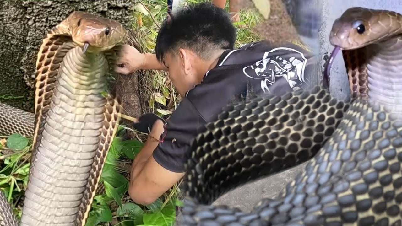 MGA COBRANG MATATAPANG SA NAGCARLAN LAGUNA