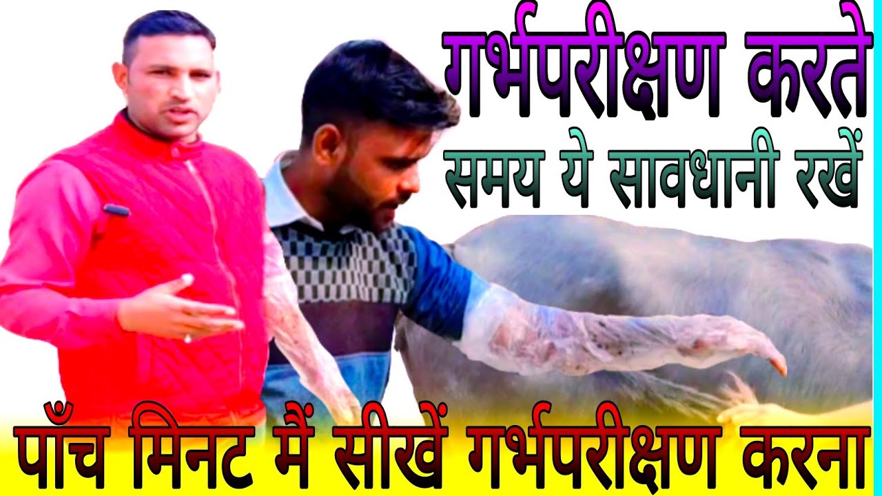Pregnancy diagnosis in cattle videoमवेशियों में गर्भावस्था का निदान