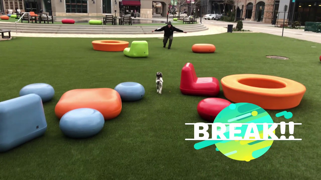 Salt Lake City Dog Trainers ||| OLK9 Utah ||| 1.5 Year Old Shih Tzu, Tyson