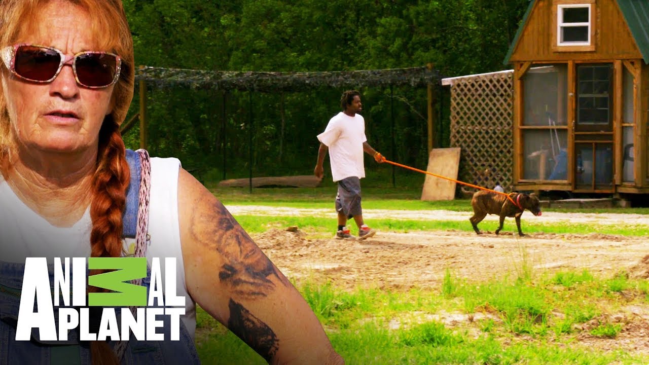 Una segunda oportunidad | Pit bulls y convictos | Animal Planet
