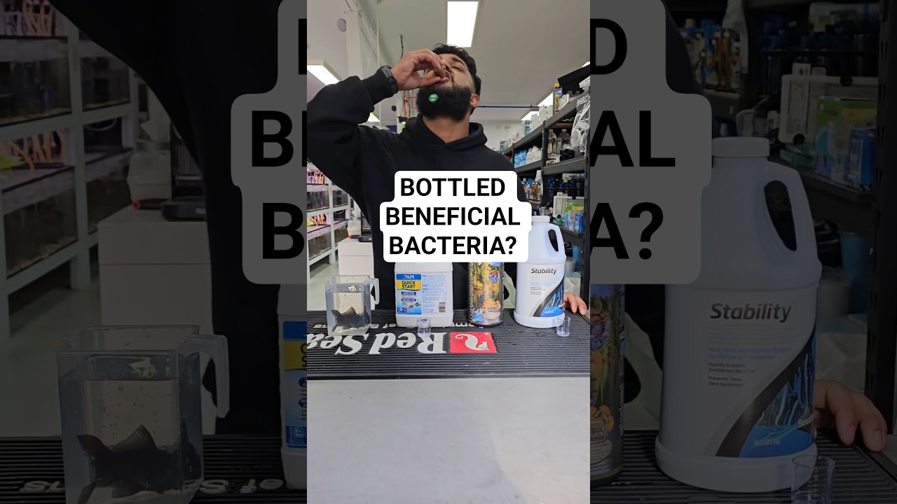 Beneficial Bacteria for your Aquarium? #fishkeepinghobby #aquariumhobby #freshwateraquarium