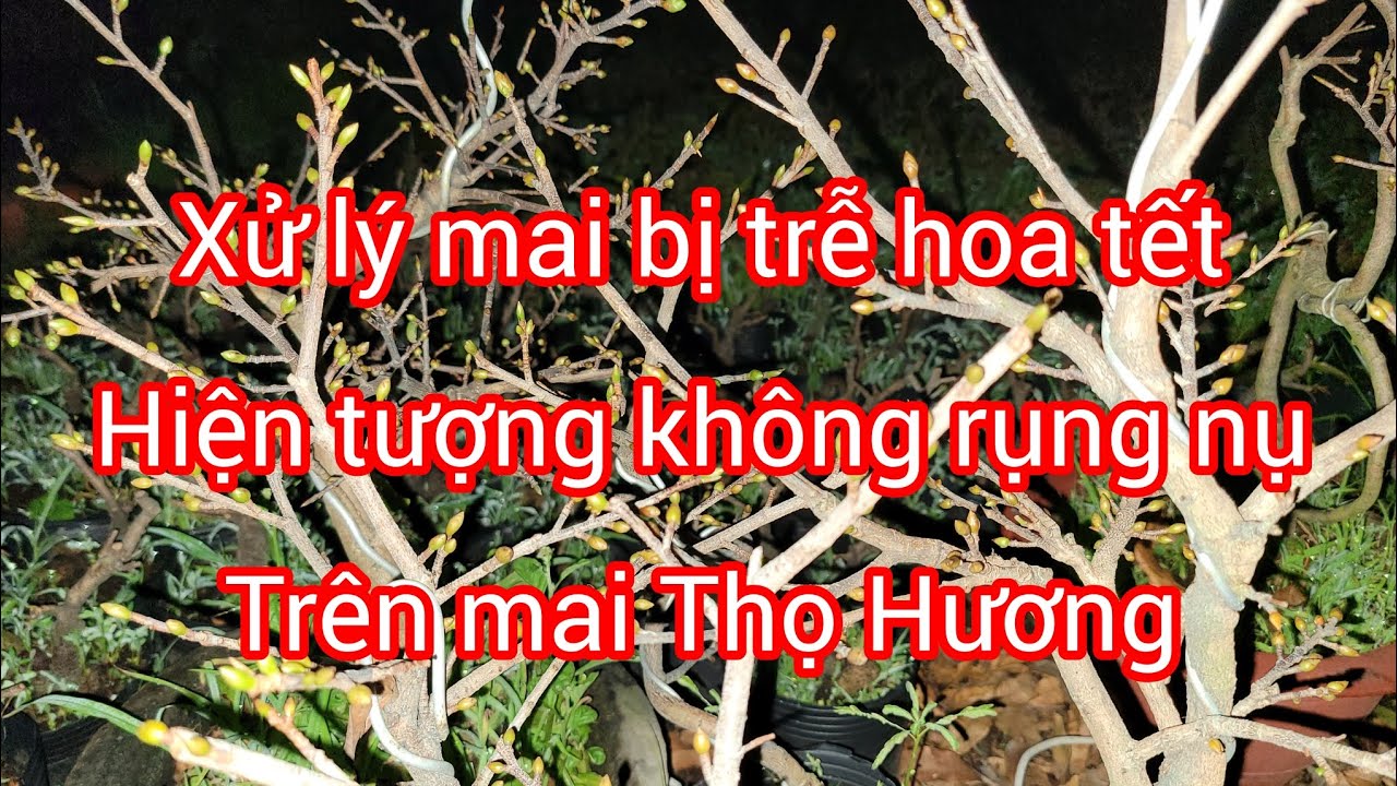 Xử lý mai bị nở hoa trễ, phát hiện cách hạn chế rụng nụ trên cây Thọ Hương