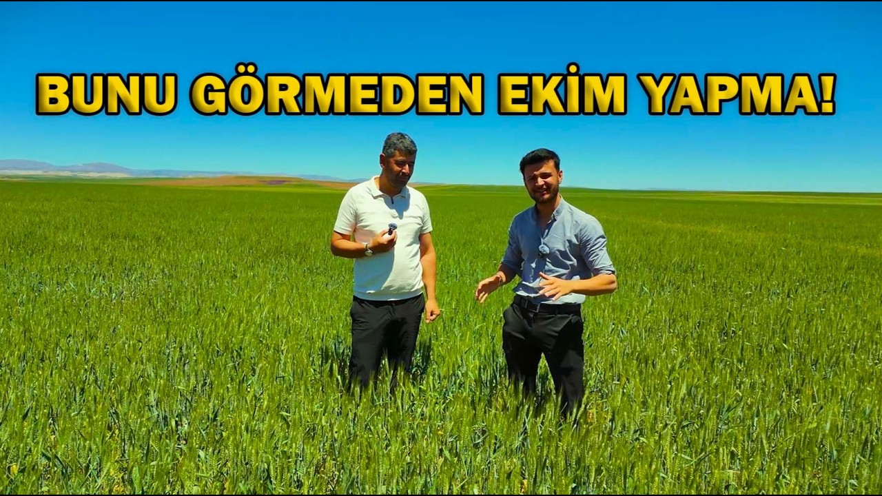 Sivas Kangal’da Rekor Buğday Verimi! Yerinde İnceledik