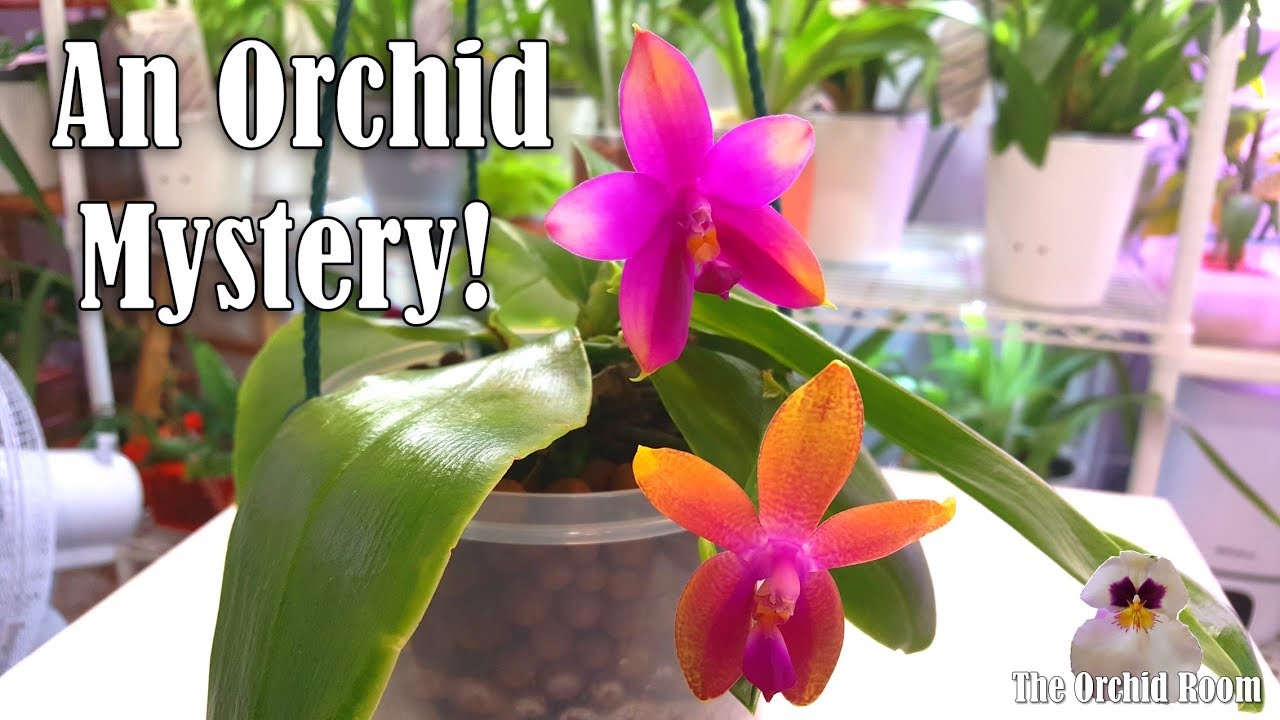 An Orchid Mystery! 'Keiki' Surprise!