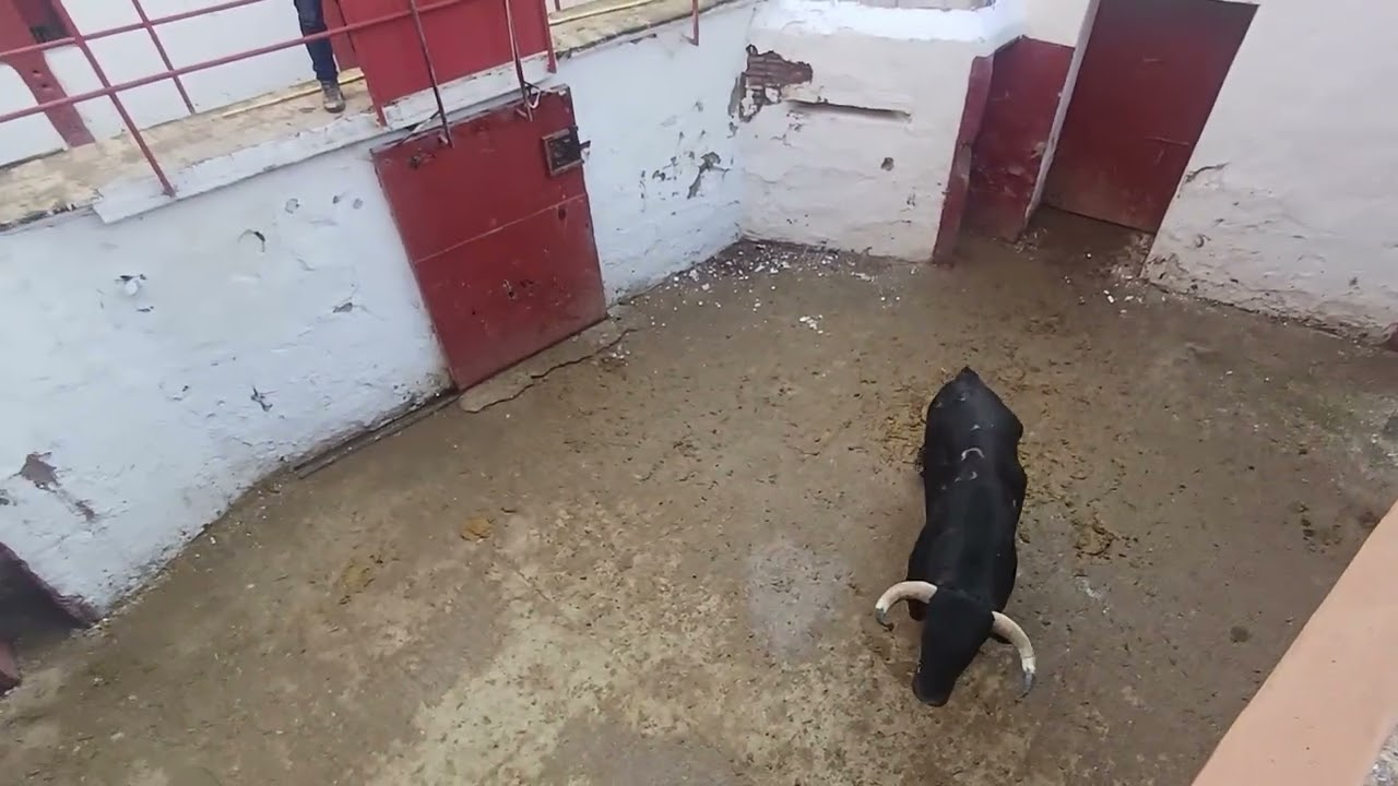 Sorteo  Corrrida de toros  del la ganadería  Hnos García Jiménez y Olga Jimenez