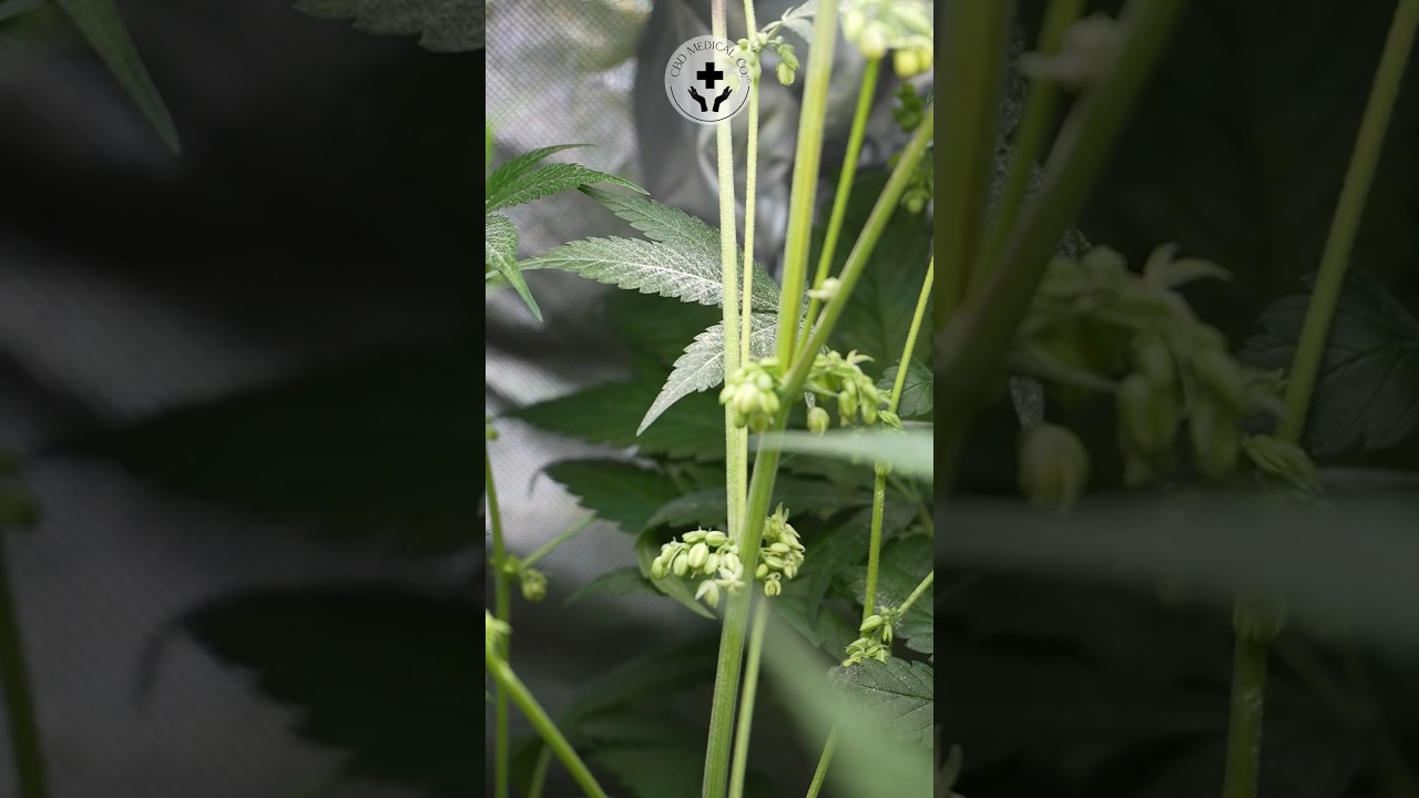 Male cannabis pollen. M1.101. #cbd #thc #dwc #cannabis