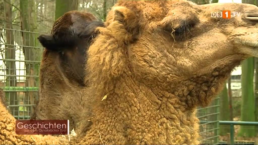 Geschichten aus dem Osnabrücker Zoo -- Dromedare mit Brüllsack