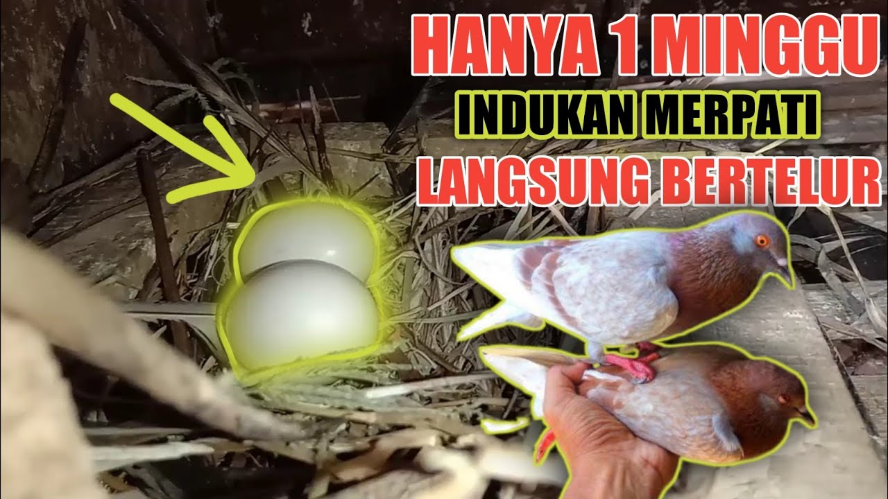 Cara Mengobati Merpati Yang Susah Bertelur