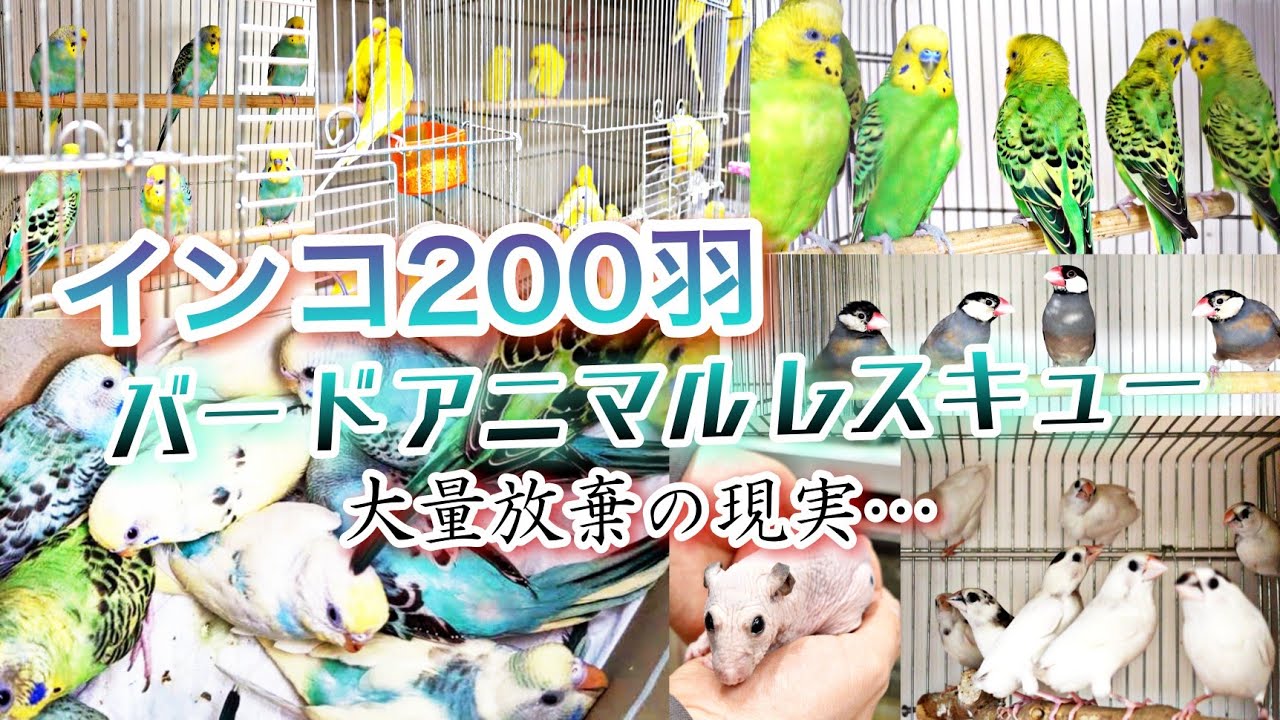200羽以上のインコを保護…多頭飼育崩壊、大量放棄の現実…