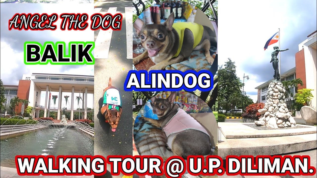 ANGEL THE DOG, BALIK ALINDOG, WALKING TOUR @ U.P. DILIMAN.
