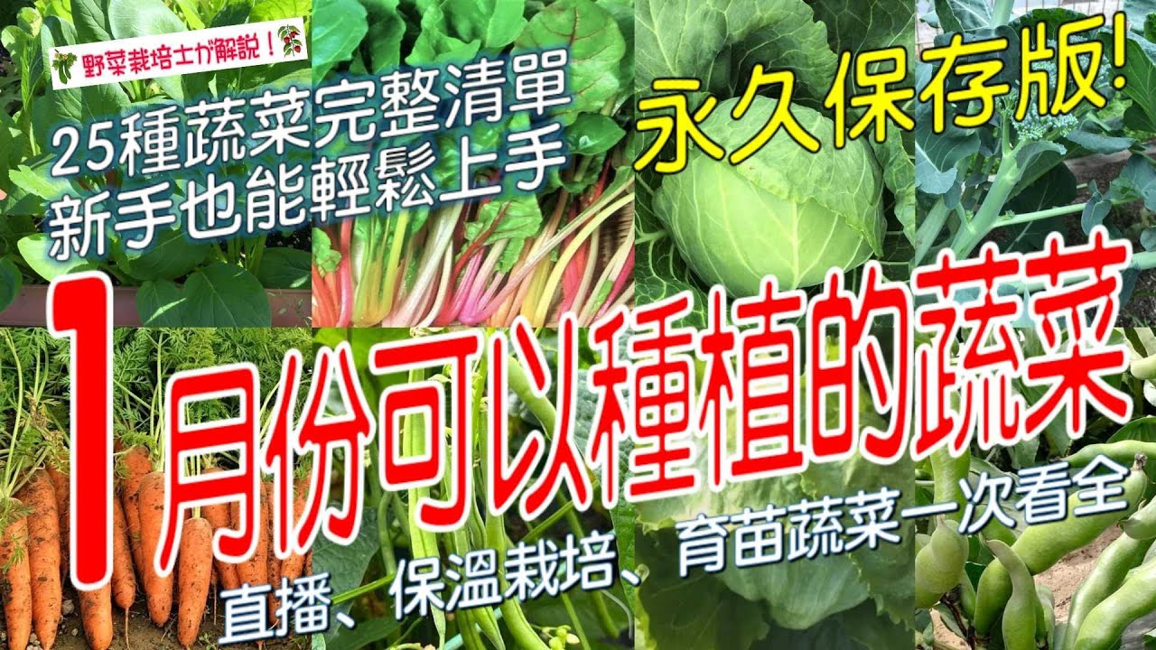 1 月種什麼？直接播種、保溫栽培、育苗蔬菜 25 種一次看