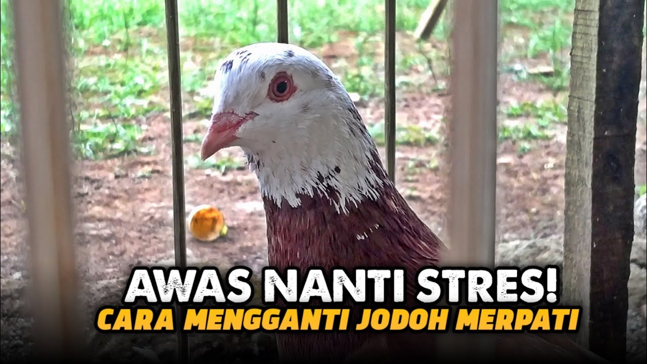 CARA MUDAH MENGGANTI JODOH MERPATI AGAR TIDAK STRES‼️