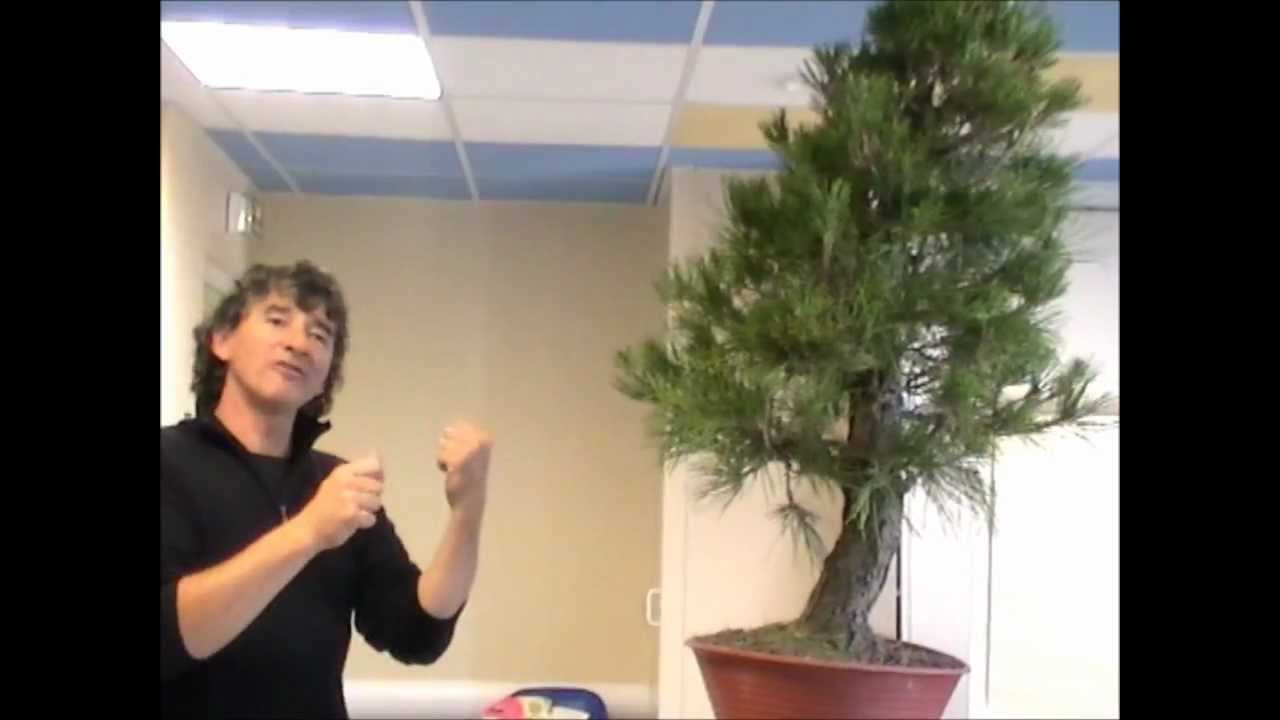 L'arbre et le geste novembre 2011 &eacute;pisode 2