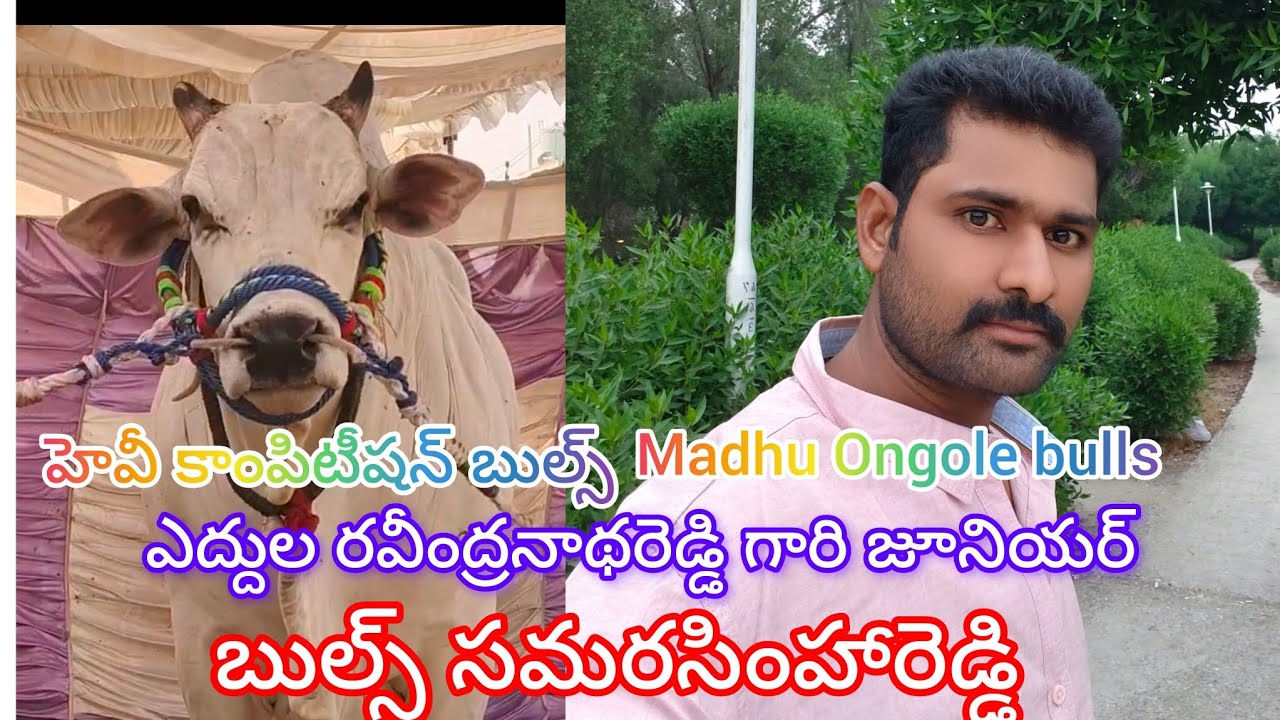 చిలకలూరిపేట జూనియర్ భాగానికి వచ్చినటువంటి ఎద్దుల రవీంద్రనాథ్ రెడ్డి బుల్స్