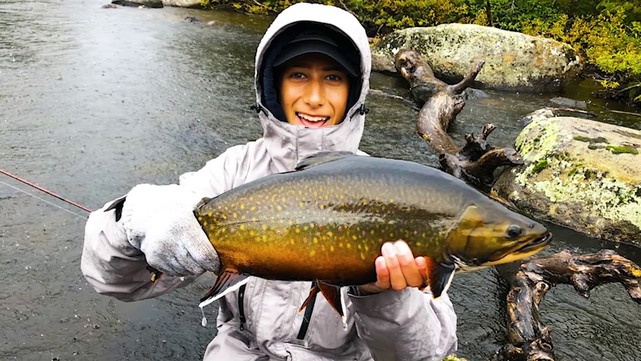 Labrador Giant Brook Trout