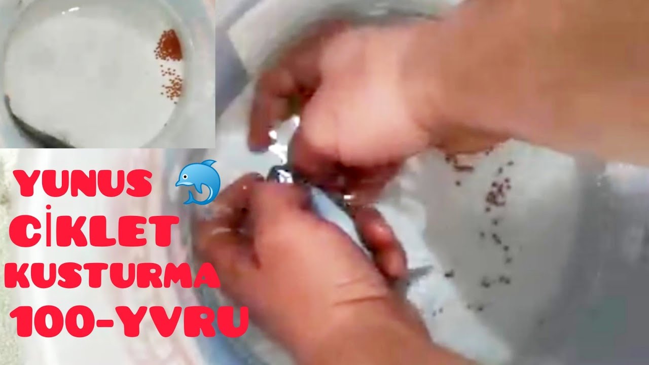 YUNUS CİKLET BALIĞI KUSTURMA B&Ouml;YLESİ G&Ouml;R&Uuml;LMEDİ