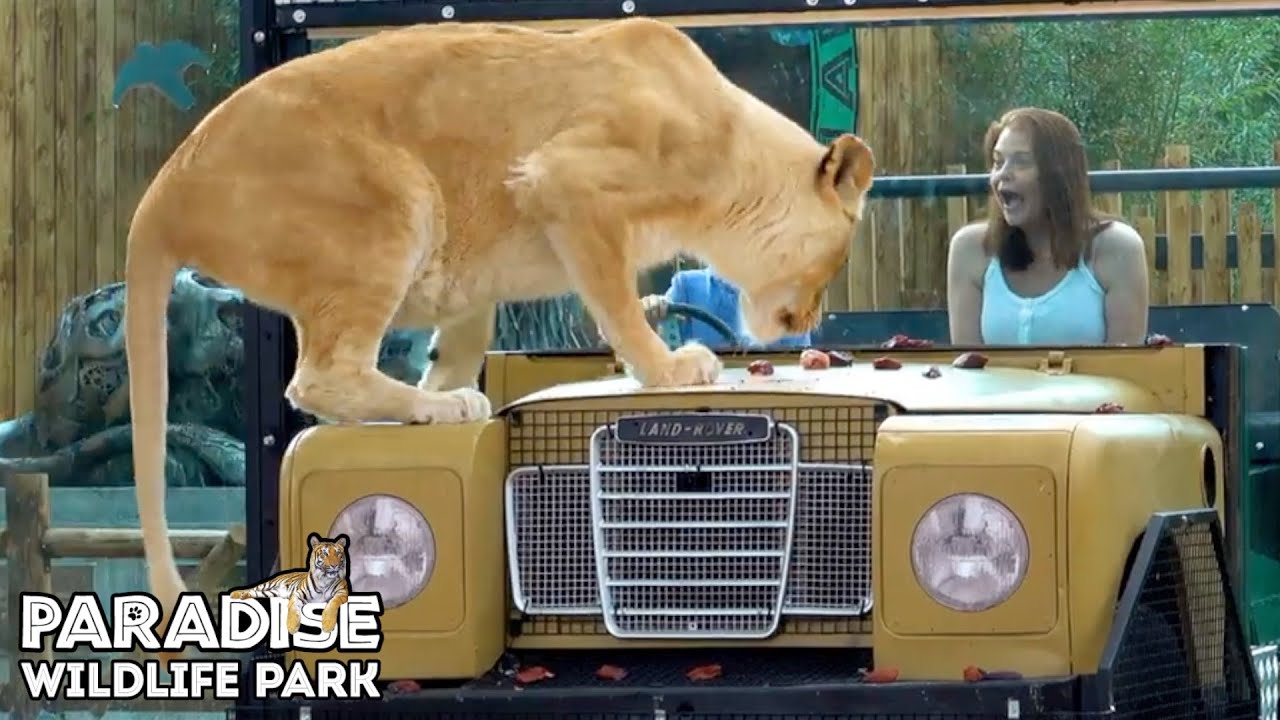 Visit Paradise Wildlife Park This Summer! 🦁☀️