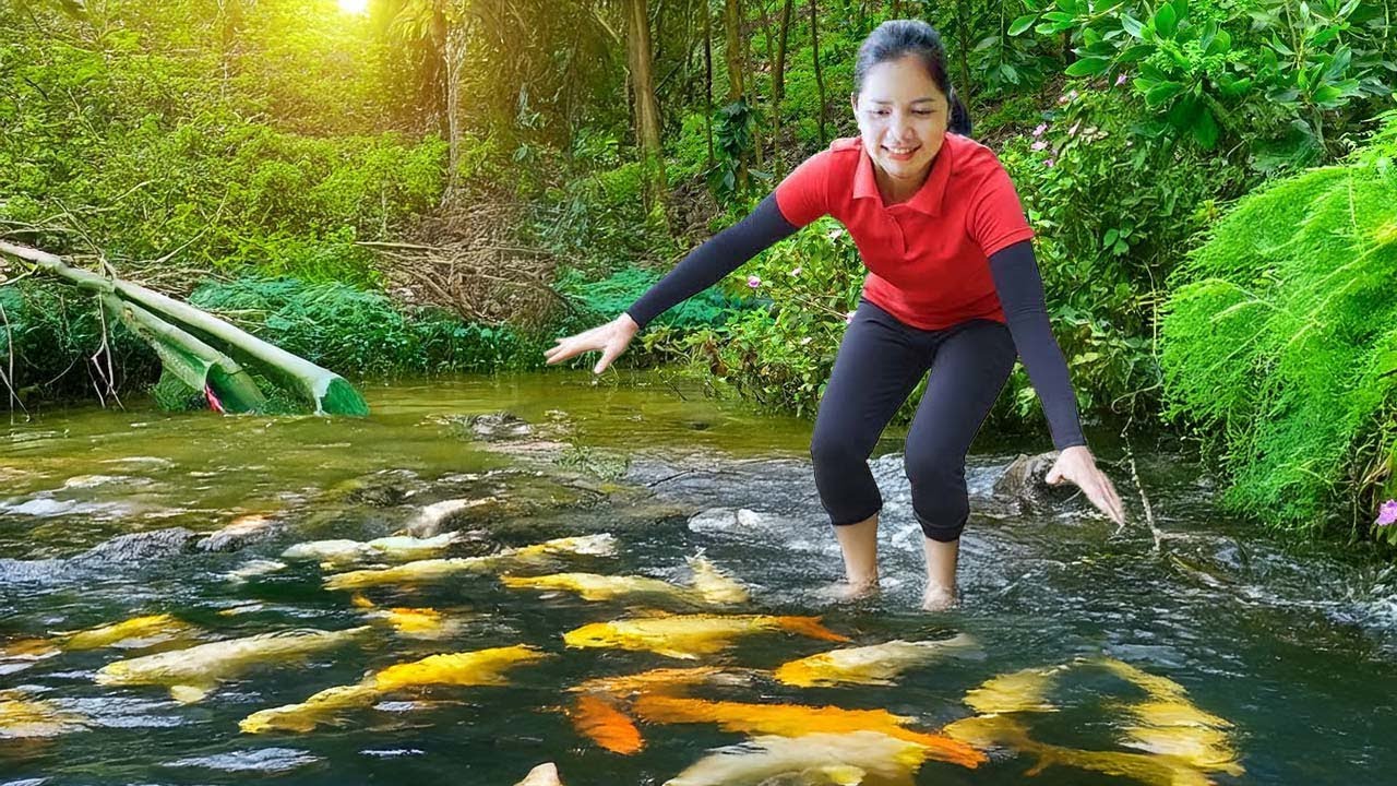 Harvesting KOI Fish In A Village River To Sell At The Market - Ducks Care | Hanna Daily Life